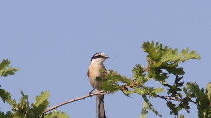 Maskeli örümcekkuşu