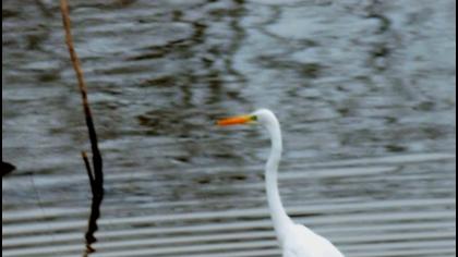 Büyük ak balıkçıl