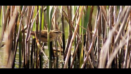 Kındıra kamışçını
