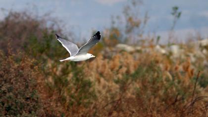 Van gölü martısı