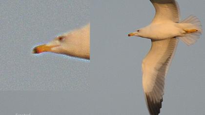 Van gölü martısı