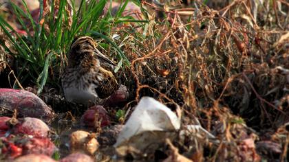 Küçük suçulluğu