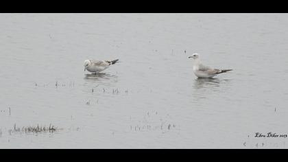 Küçük gümüş martı