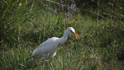Sığır balıkçılı