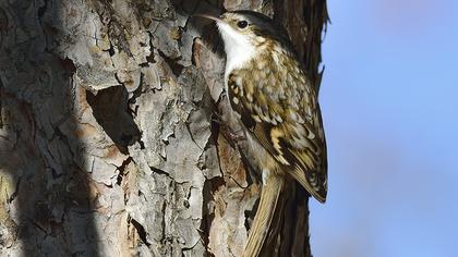 Orman tırmaşıkkuşu