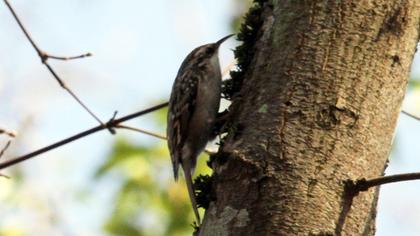 Bahçe tırmaşıkkuşu