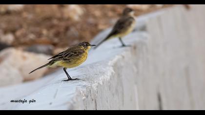 Sarı kuyruksallayan