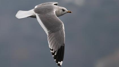 Küçük gümüş martı