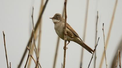 Akgerdanlı ötleğen