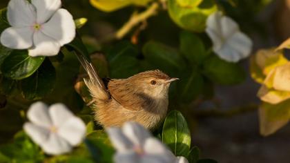 Dikkuyruklu ötleğen
