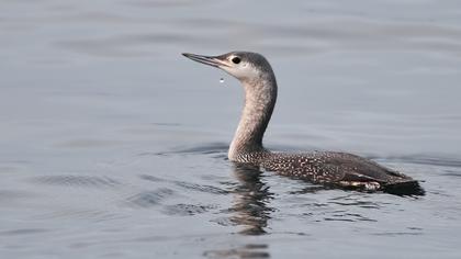 Kızılgerdanlı dalgıç