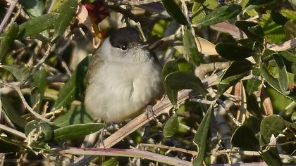 Karabaşlı ötleğen