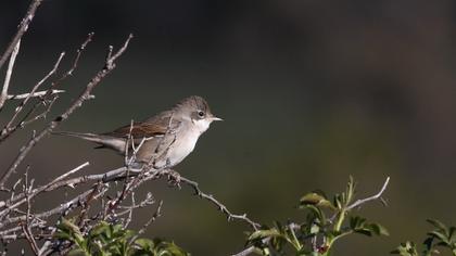 Akgerdanlı ötleğen