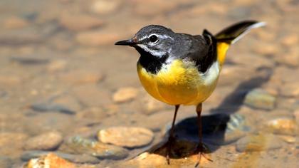 Dağ kuyruksallayanı