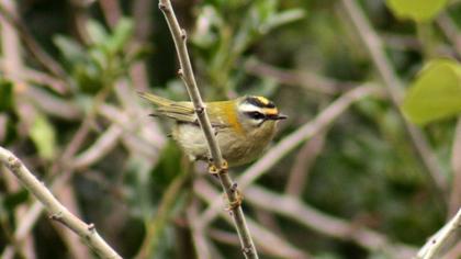 Sürmeli çalıkuşu