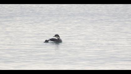 Karagerdanlı dalgıç