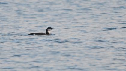 Karagerdanlı dalgıç