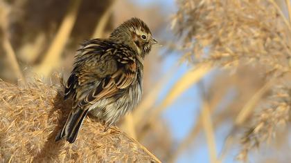 Bataklık Kirazkuşu