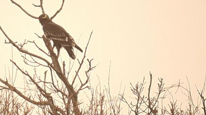 Büyük orman kartalı