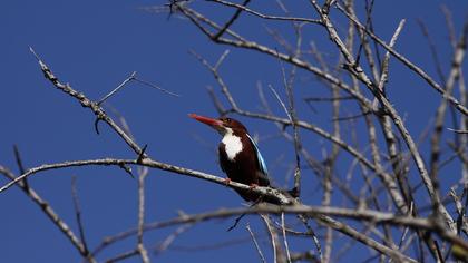 İzmir yalıçapkını
