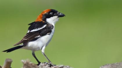 Kızılbaşlı örümcekkuşu