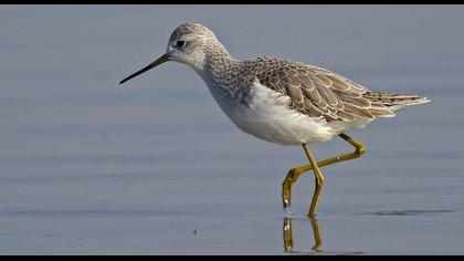 Bataklık düdükçünü