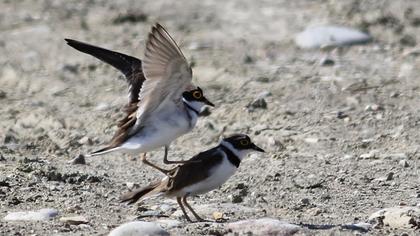Halkalı küçük cılıbıt