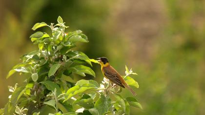 Karabaşlı kirazkuşu
