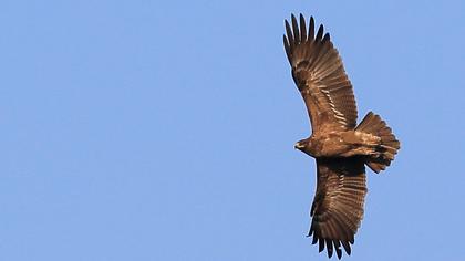 Küçük orman kartalı