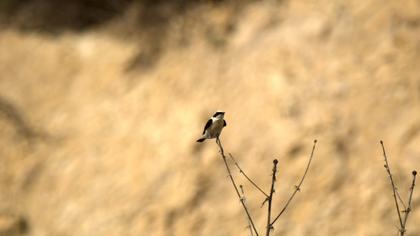 Karakulaklı kuyrukkakan