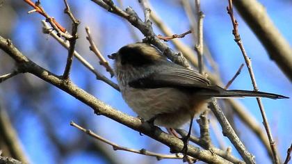 Uzunkuyruklu baştankara