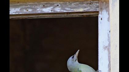 Küçük yeşil ağaçkakan