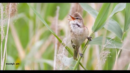 Büyük kamışçın