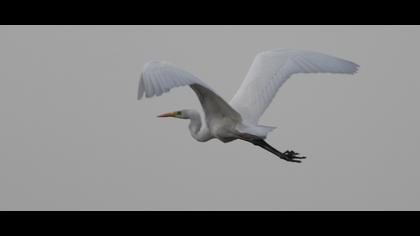 Büyük ak balıkçıl