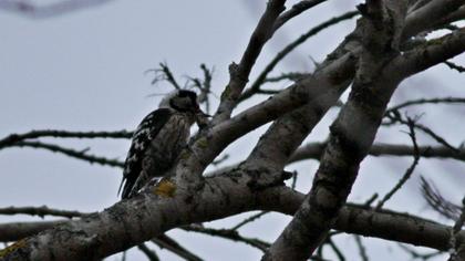 Küçük ağaçkakan