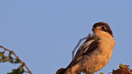 Kızılbaşlı örümcekkuşu