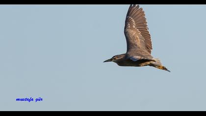 Black-crowned Night Heron