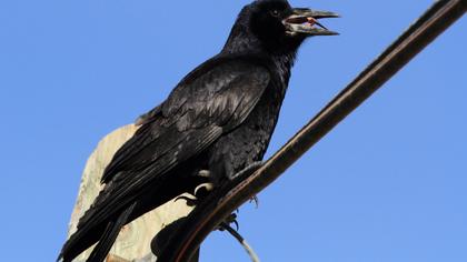 Rook