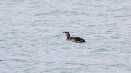 Kızılgerdanlı dalgıç