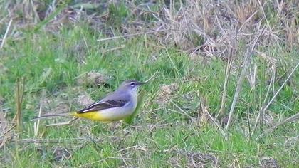 Dağ kuyruksallayanı