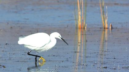 Küçük ak balıkçıl