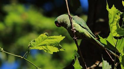 İskender papağanı