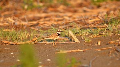 Halkalı küçük cılıbıt