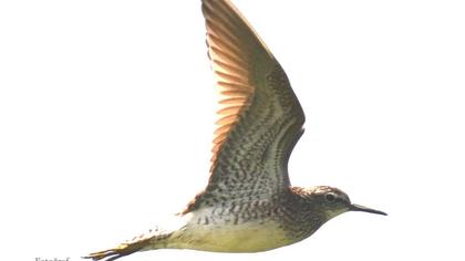 Orman düdükçünü