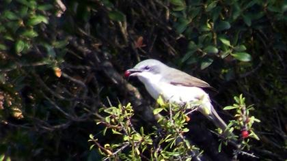 Küçük akgerdanlı ötleğen