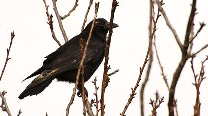 Avrupa leş kargası