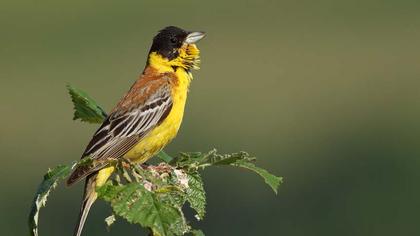 Karabaşlı kirazkuşu