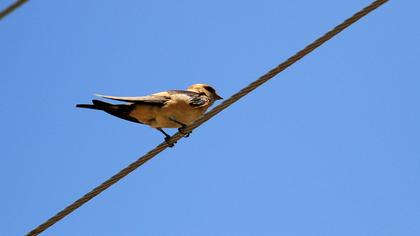 Kızıl kırlangıç