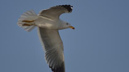 Van gölü martısı