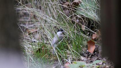 Kayın baştankarası